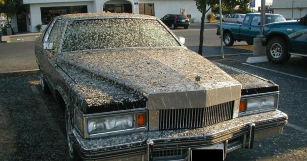 DIY bird poo paint damage explained how to protect your car
