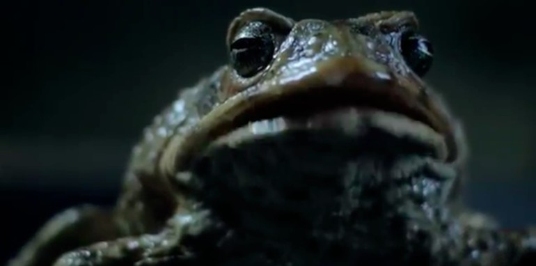 Cane toad ford commercial #3
